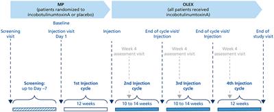 Efficacy and Safety of IncobotulinumtoxinA in the Treatment of Lower Limb Spasticity in Japanese Subjects